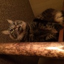 長毛種特有の猫テロ