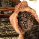 猫の存在価値