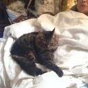 完全に飼い猫になった