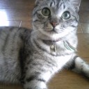 朝の４時が猫ちゃん朝食タイム