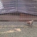 ハトや虫に観察されているような♪
