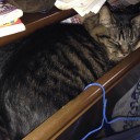魂の場所を見つけた猫