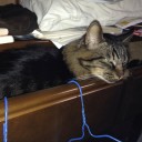 魂の場所を見つけた猫