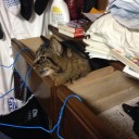 魂の場所を見つけた猫