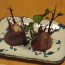 サツマイモ収穫！