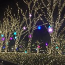 [日常]　ミナミルミ