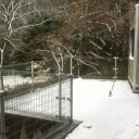 暴風雪元旦♪