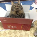 今年の猫