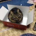 今年の猫