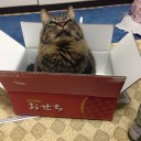 猫の写真を擬人化するアプリ