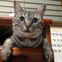 わんちゃん、猫ちゃんの定期体重測定日