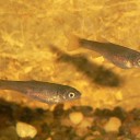 金魚の産卵が始まる
