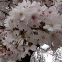さくら、さくら。