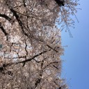 さくら、さくら。