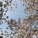 入園