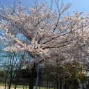 絶好の花見日和