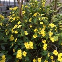 絶好の花見日和