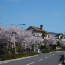 お花見　ウオーキング　近場編