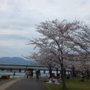 お花見　ウオーキング　　瀬田川編
