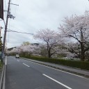お花見　ウオーキング　　瀬田川編