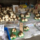 長岡京「光明寺」門前で筍を購入