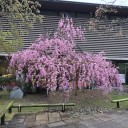 長岡京「光明寺」門前で筍を購入