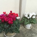ミニシクラメンが満開