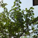 新緑の季節です