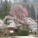 桜前線も