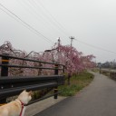 桜前線も