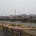 桜前線も