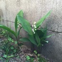 菖蒲とスズランの花が咲きました。