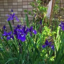 菖蒲とスズランの花が咲きました。