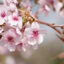 花見