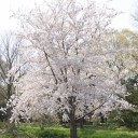 花見