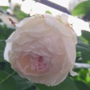 我が家の薔薇