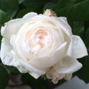 我が家の薔薇