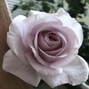我が家の薔薇