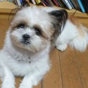 とんび歳時記ーペット・愛犬バロン②
