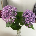 アジサイの花