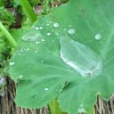 とんび歳時記ー葉張珠水