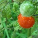 とんび歳時記ートマトの味