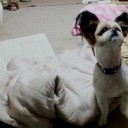 ペットー愛犬バロン④