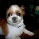 とんび歳時記ー愛犬バロン⑤