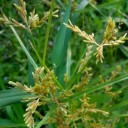 とんび歳時記ー畔の花火