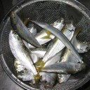 釣り