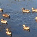 とんび歳時記ー百閒川のいろどり４