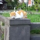 珍しく