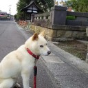 珍しく