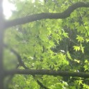 とんび歳時記ー短い秋２